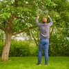Mann schneidet Äste mit einer teleskopierbaren Astschere unter einem Baum im Garten.