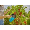 Frau in blauer Bluse pflückt mit Beerensammler rote Johannisbeeren von einer Pflanze.