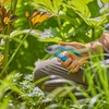 Gartenschere wird in der Hand gehalten, während jemand im Garten zwischen Pflanzen arbeitet.