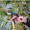 Hand hält eine Gartenschere mit Antihaft-Beschichtung vor einer Pflanze.