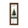 EVERLANDS Weihnachtsbaum Grandis Fir 182 x 300 cm (Ø x H) Produktbild pa_produktabbildung_2 S
