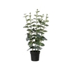 Kunstpflanze Eukalyptus in schwarzem Topf mit grünen Blättern, Höhe 54 cm.
