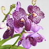 Vanda-Orchidee mit lila Blüten und speckled Muster auf grünem Stängel.