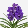 Vanda Orchidee mit leuchtend lila Blüten und grünen Blättern vor neutralem Hintergrund.