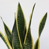 Sansevieria Laurentii mit langen, spitzen Blättern in grün-gelb gestreift.