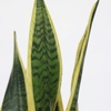 Sansevieria Laurentii mit langen, spitzen, grün-gelben Blättern vor hellem Hintergrund.