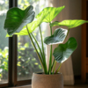 Zimmerpflanze Alocasia Portodora mit großen grünen Blättern in einem Topf, vor einem Fenster.