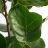 Zimmerpflanze Ficus Lyrata Fiddle Leaf Pflanze Produktbild pa_stellvertreter_3 S