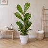 Zimmerpflanze Ficus Lyrata Fiddle Leaf Pflanze Produktbild pa_ohnedeko_1 S