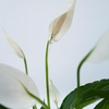 Spathiphyllum mit weißen Blüten und grünen Blättern auf neutralem Hintergrund.