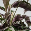 Zimmerpflanze Korbmarante Calathea Fusion Weiß mit auffälligen, weißen und grünen Blättern.