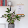 Zimmerpflanze Korbmarante Calathea Fusion Weiß im Topf, dekoriert mit Bücherregal und Wandposter.