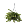 Zimmerpflanze Aeschynanthus Twister Produktbild pa_stellvertreter_1 S