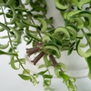 Zimmerpflanze Aeschynanthus Twister Produktbild pa_stellvertreter_3 S