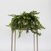 Zimmerpflanze Aeschynanthus Twister Produktbild pa_ohnedeko_1 S