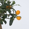 Zitrus-Kumquat-Baum mit orangenen Früchten und grünen Blättern vor neutralem Hintergrund.