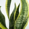 Nahaufnahme von grünen, gestreiften Blättern einer Sansevieria trifasciata Pflanze.