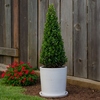 Immergrüne Ilex crenata in Pyramidenform in einem weißen Topf, dekoriert mit Blumen im Hintergrund.