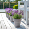 Lavendelstrauch in grauem Topf auf Holzterrasse mit weiteren Pflanzen im Hintergrund.