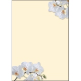 SIGEL Motivpapier White Orchid