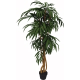 Zimmerpflanze Ficus