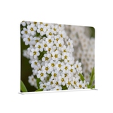 Showdown® Displays Trennwand Weiße Blume Spirea