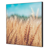 Showdown® Displays Dekobild 40 x 40 cm (B x H) Getreidefeld