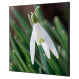 Showdown® Displays Dekobild 40 x 40 cm (B x H) Weiße Blume Schneeglöckchen