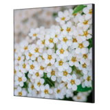 Showdown® Displays Dekobild 40 x 40 cm (B x H) Weiße Blume Spirea