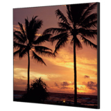 Showdown® Displays Dekobild 40 x 40 cm (B x H) Palmen Sonnenuntergang