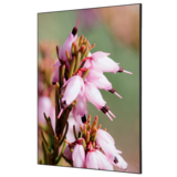 Showdown® Displays Dekobild 84,1 x 59,4 cm (B x H) Pinke Blume Erica