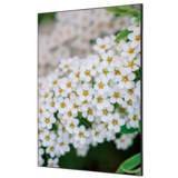 Showdown® Displays Dekobild 84,1 x 59,4 cm (B x H) Weiße Blume Spirea