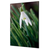 Showdown® Displays Dekobild 84,1 x 59,4 cm (B x H) Weiße Blume Schneeglöckchen