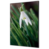 Showdown® Displays Dekobild 42 x 59,4 cm (B x H) Weiße Blume Schneeglöckchen