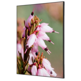 Showdown® Displays Dekobild 42 x 59,4 cm (B x H) Pinke Blume Erica