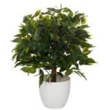 hjh OFFICE Zimmerpflanze Ficus II