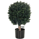 hjh OFFICE Zimmerpflanze Buxus