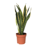 Zimmerpflanze Sansevieria Laurentii Schlangenpflanze