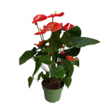 Zimmerpflanze Flamingoblume Anthurium Madural Red