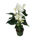 Zimmerpflanze Flamingoblume Anthurium Alaska White
