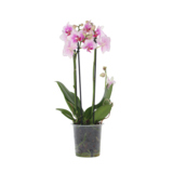 Zimmerpflanze Schmetterlingsorchidee Multi Phalaenopsis