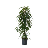 Zimmerpflanze Geigenpflanze Ficus Binnendiijkii Alii XL