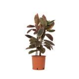 Zimmerpflanze Ficus Elastica Belize