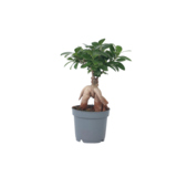 Zimmerpflanze Ficus Ginseng Japanischer Bonsai