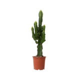 Zimmerpflanze Euphorbia Cowboy Cactus