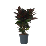 Zimmerpflanze Croton Codiaeum Mrs. Iceton