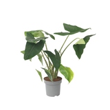 Zimmerpflanze XXL Alocasia Zebrina