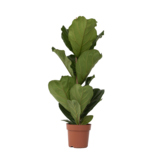 Zimmerpflanze Ficus Lyrata Fiddle Leaf Pflanze