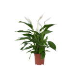Zimmerpflanze Spathiphyllum Friedenslilie