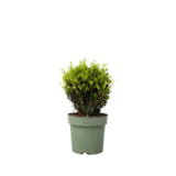Pflanze Ilex crenata Japanische Stechpalme Kugelform